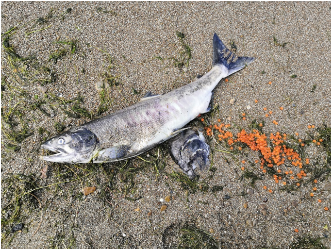 Фото 2 – Погибшая самка кеты, выброшенная на берег оз. Тунайча